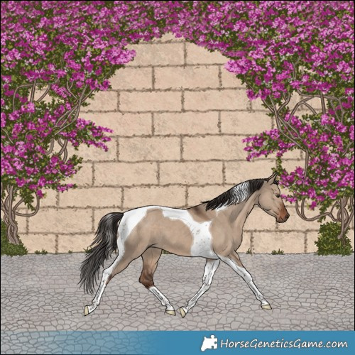 Horse Color:Liver Red Dun Tobiano 