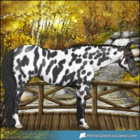 Horse Color:Black Near Leopard 