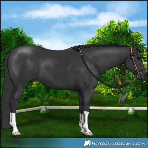 Horse Color:Black 