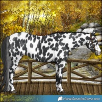 Horse Color:Black Appaloosa