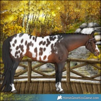 Horse Color:Brown Blanket