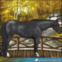 Horse Color:Black 