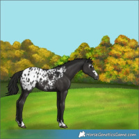 Horse Color:Gray Black Appaloosa