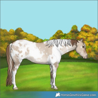 Horse Color:White Spotted Grullo Pearl Appaloosa 