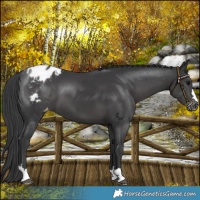 Horse Color:Black Blanket 
