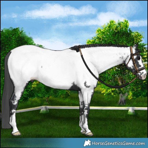 Horse Color:Black Appaloosa