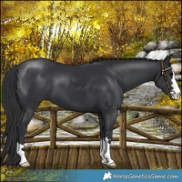 Horse Color:Black 