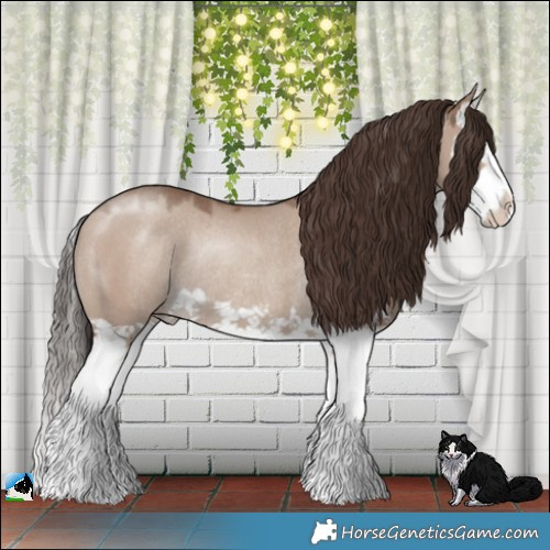 Horse Color:Classic Champagne Dun Splash Rabicano 