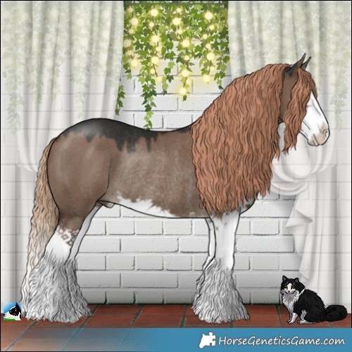 Horse Color:Liver Red Dun Sabino Splash Rabicano 