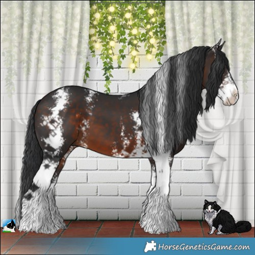 Horse Color:Brown Sabino 