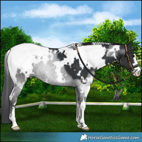 Horse Color:White Spotted Black 