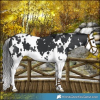 Horse Color:White Spotted Black Splash Varnish