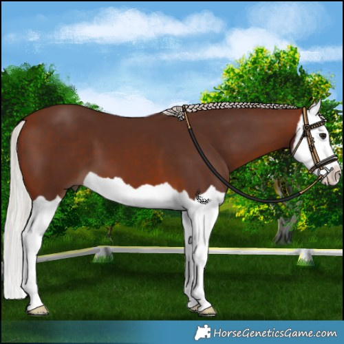 Horse Color:Silver Brown Splash 