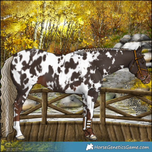 Horse Color:White Spotted Liver Chestnut Blanket 