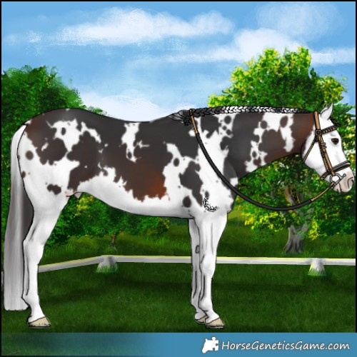 Horse Color:White Spotted Brown Splash 