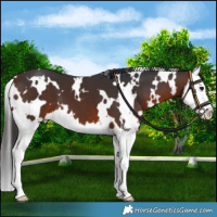 Horse Color:White Spotted Brown Splash 