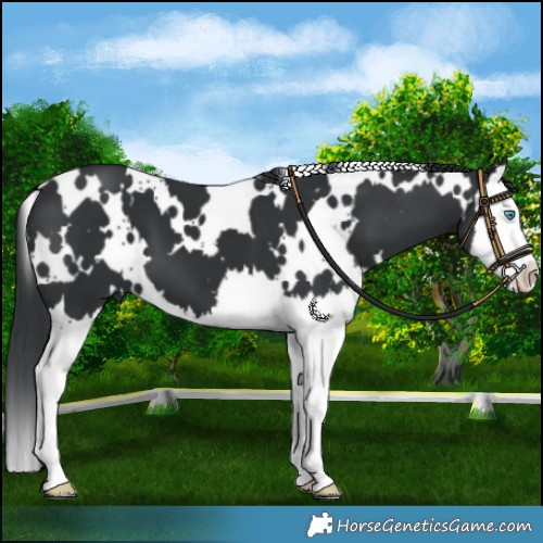 Horse Color:White Spotted Black Splash 