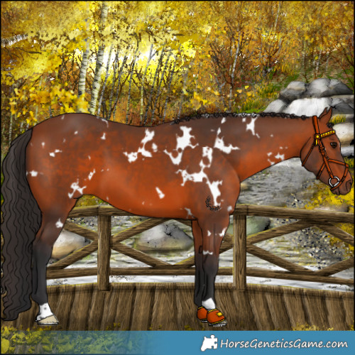 Horse Color:White Spotted Bay 