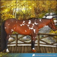 Horse Color:White Spotted Bay 