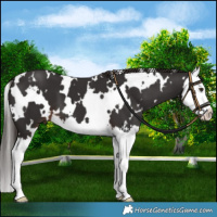 Horse Color:White Spotted Liver Chestnut Splash