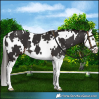 Horse Color:White Spotted Liver Chestnut Splash 