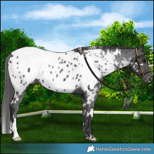 Horse Color:White Spotted Black Near Leopard 