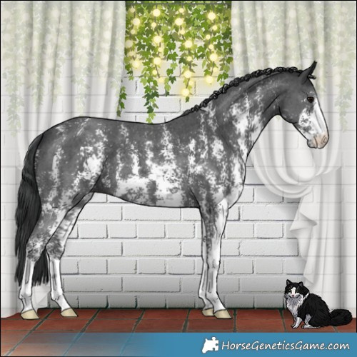 Horse Color:Black Mushroom Sabino 