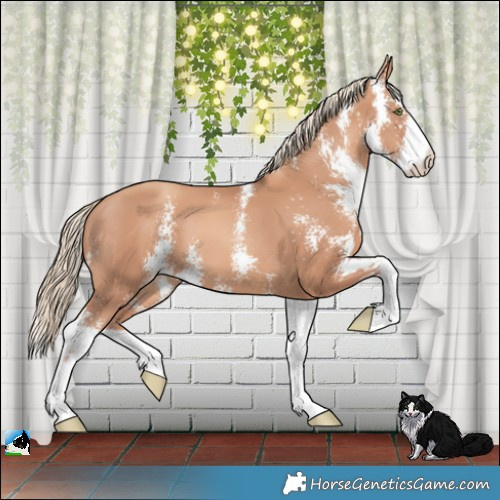 Horse Color:Gold Champagne Sabino 
