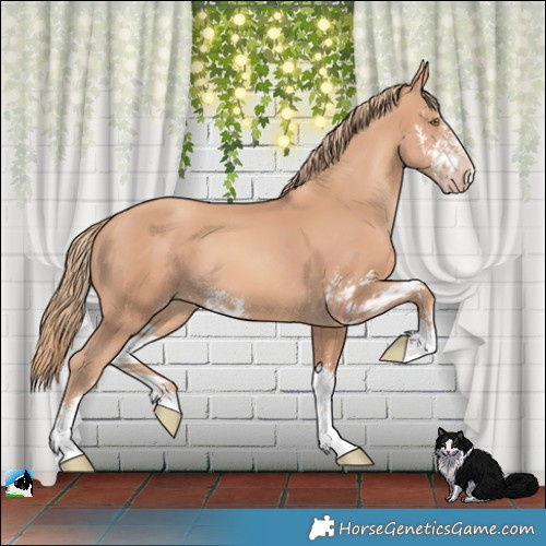 Horse Color:Gold Champagne Sabino 