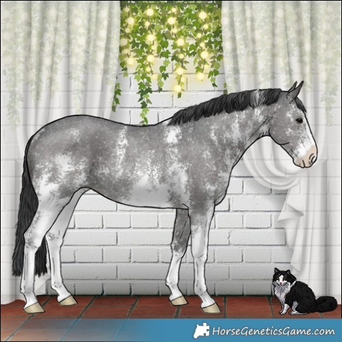 Horse Color:Black Mushroom Sabino Rabicano 