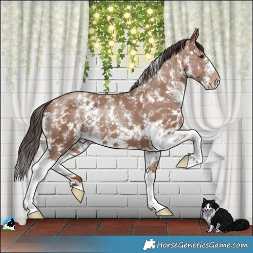 Horse Color:Classic Champagne Sabino 