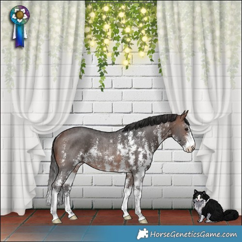 Horse Color:Brown Sabino Rabicano 