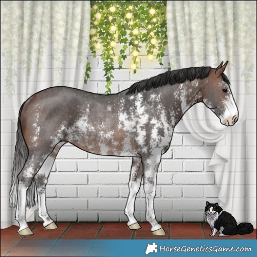 Horse Color:Brown Sabino Rabicano 