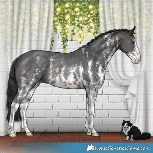 Horse Color:Brown Sabino Rabicano 