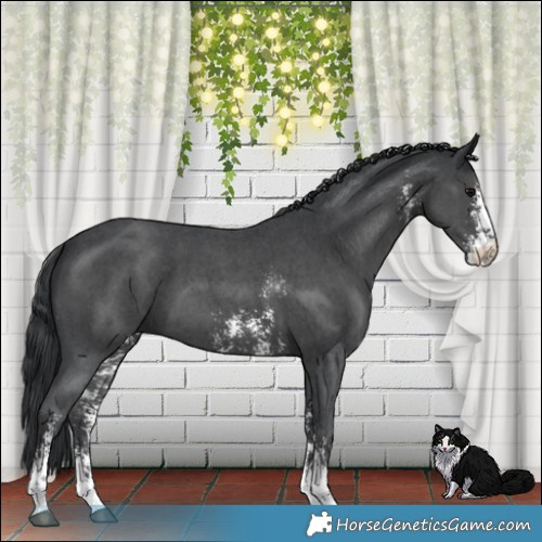 Horse Color:Black Sabino