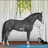 Horse Color:Black Sabino 