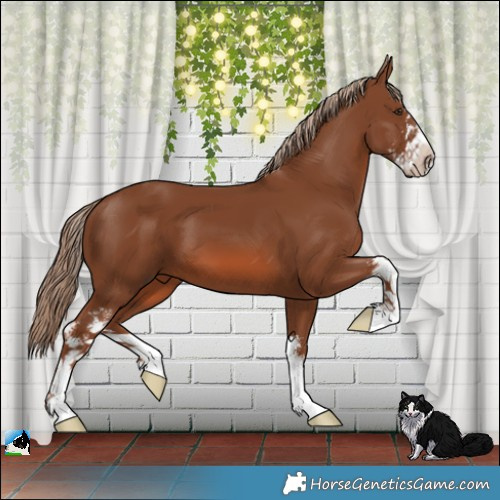 Horse Color:Chestnut Sabino 