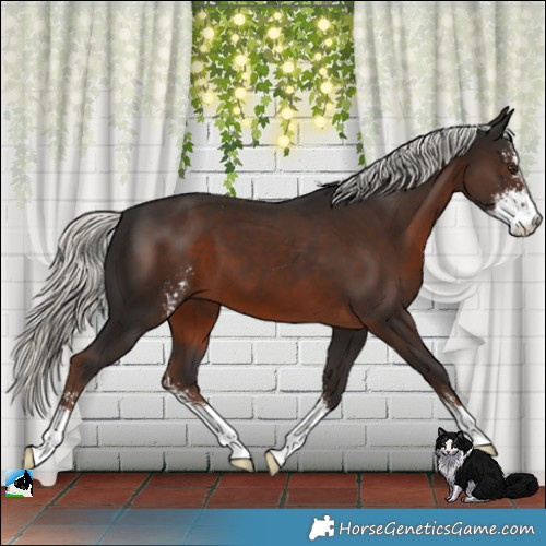 Horse Color:Liver Chestnut Mushroom Sabino 