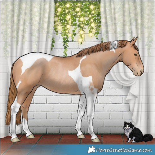 Horse Color:Bay Pearl Tobiano Rabicano 