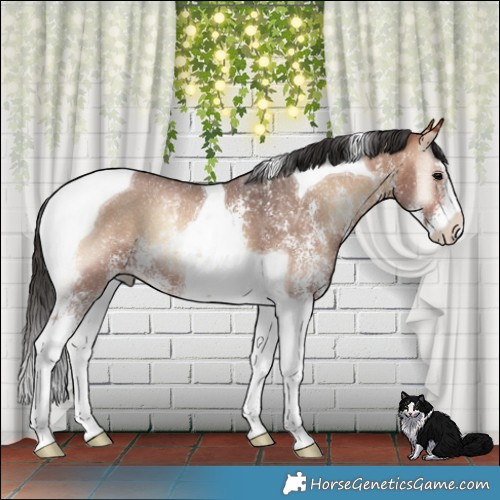 Horse Color:Bay Onyx Sabino Tobiano 