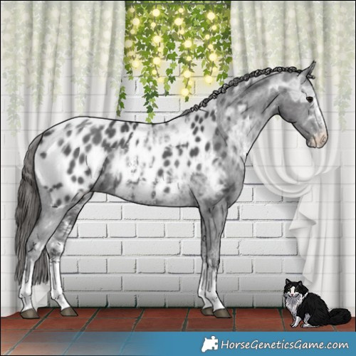 Horse Color:Black Ice Sabino Appaloosa Rabicano 