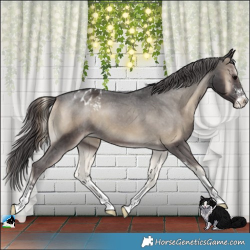 Horse Color:Smoky Blue Onyx Sabino Appaloosa 