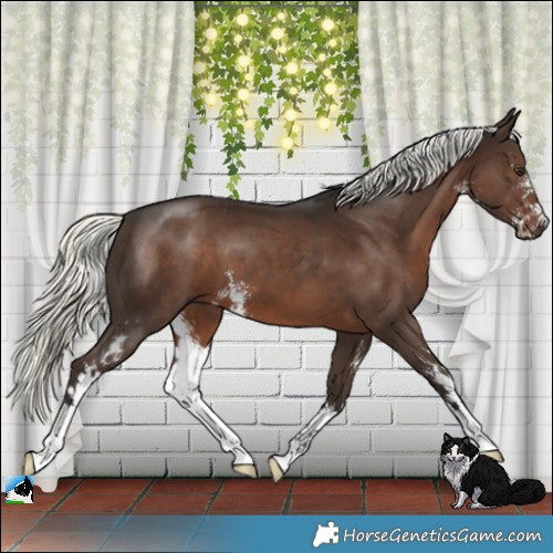 Horse Color:Liver Chestnut Mushroom Sabino 
