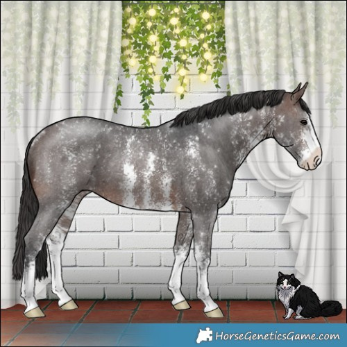 Horse Color:Brown Sabino Rabicano 