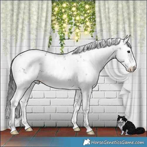 Horse Color:Brown Sabino Rabicano 