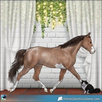 Horse Color:Classic Champagne Rabicano 
