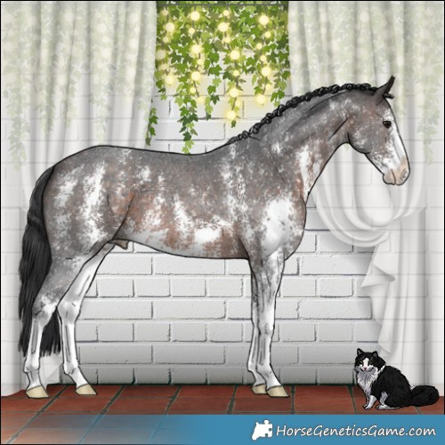 Horse Color:Brown Mushroom Sabino 