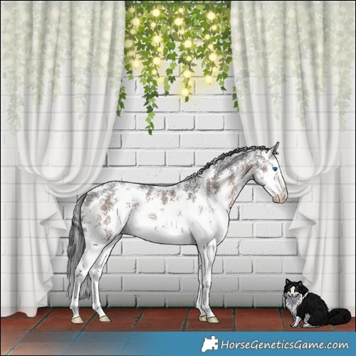 Horse Color:Brown Mushroom Sabino Splash 