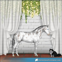 Horse Color:Brown Mushroom Sabino Splash 