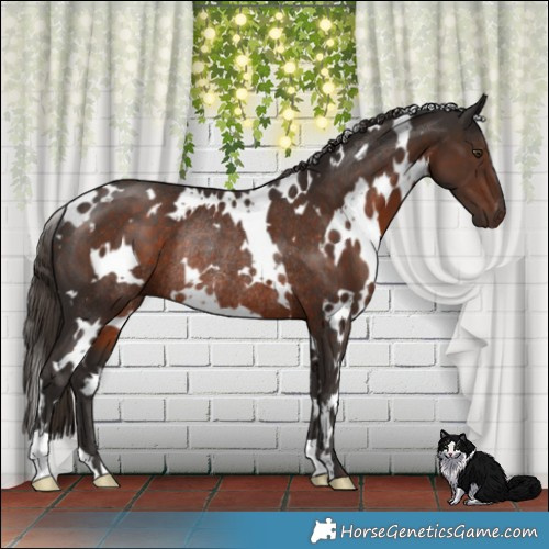 Horse Color:White Spotted Liver Chestnut Rabicano 